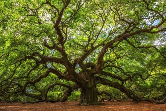 Angel Oak Tree in Charleston, South Carolina, a centuries-old Southern live oak and iconic natural landmark often highlighted during cultural and historical experiences with Sites & Insights Tours.